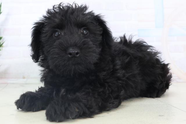 広島県のシュナプー(シュナウザー×プードル) (Coo&RIKU福山店/2025年11月6日生まれ/男の子/ブラック)の子犬の3枚目の画像