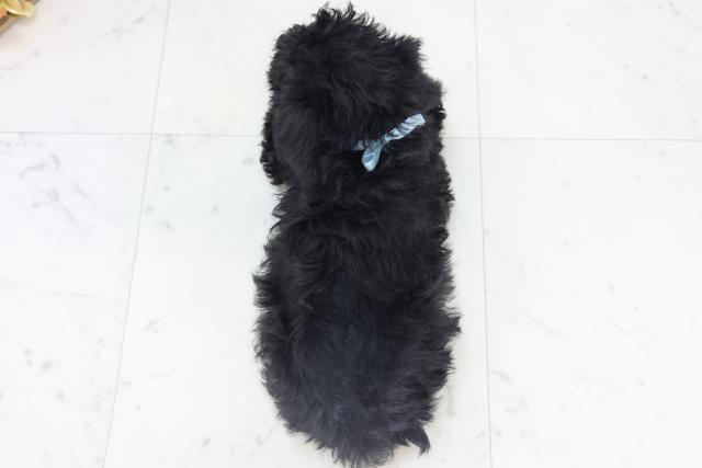 広島県のシュナプー(シュナウザー×プードル) (Coo&RIKU福山店/2025年11月6日生まれ/男の子/ブラック)の子犬の4枚目の画像