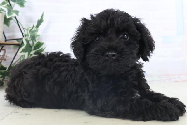 広島県のシュナプー(シュナウザー×プードル) (Coo&RIKU広島中央店/2025年11月6日生まれ/男の子/ブラック)の子犬の2枚目の画像