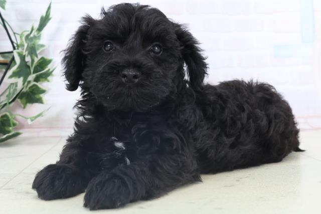 広島県のシュナプー(シュナウザー×プードル) (Coo&RIKU広島中央店/2025年11月6日生まれ/男の子/ブラック)の子犬の3枚目の画像