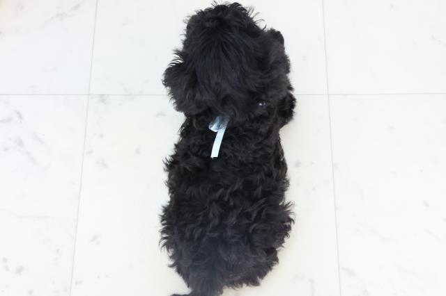 広島県のシュナプー(シュナウザー×プードル) (Coo&RIKU広島中央店/2025年11月6日生まれ/男の子/ブラック)の子犬の4枚目の画像