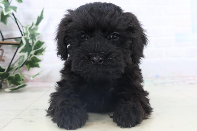 山口県のシュナプー(シュナウザー×プードル) (Coo&RIKUサンパークあじす店/2025年11月6日生まれ/女の子/ブラック)の子犬の1枚目の画像