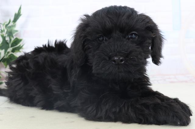 山口県のシュナプー(シュナウザー×プードル) (Coo&RIKUサンパークあじす店/2025年11月6日生まれ/女の子/ブラック)の子犬の2枚目の画像