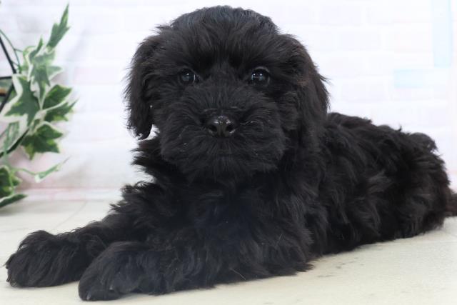 山口県のシュナプー(シュナウザー×プードル) (Coo&RIKUサンパークあじす店/2025年11月6日生まれ/女の子/ブラック)の子犬の3枚目の画像