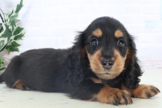 愛媛県のミニチュアダックスフンド(ロング) (Coo&RIKU愛媛松山店/2025年11月7日生まれ/男の子/ブラックタン)の子犬の2枚目の画像