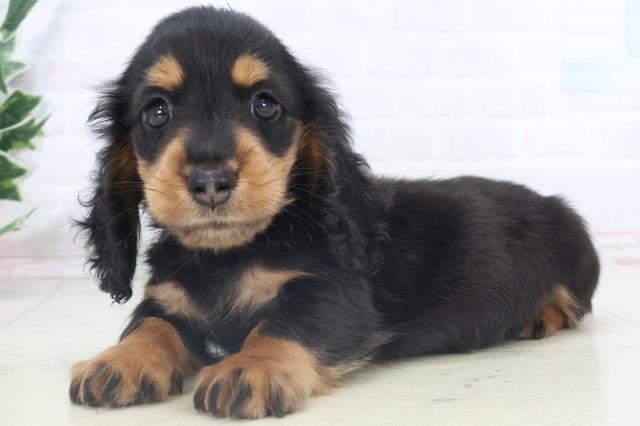 愛媛県のミニチュアダックスフンド(ロング) (Coo&RIKU愛媛松山店/2025年11月7日生まれ/男の子/ブラックタン)の子犬の3枚目の画像