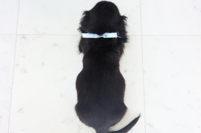 愛媛県のミニチュアダックスフンド(ロング) (Coo&RIKU愛媛松山店/2025年11月7日生まれ/男の子/ブラックタン)の子犬の4枚目の画像