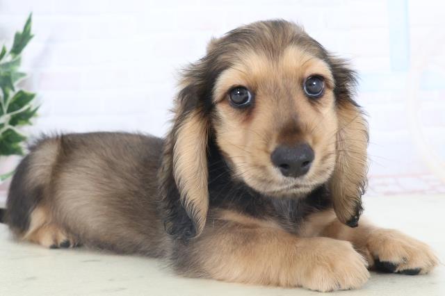 岡山県のミニチュアダックスフンド(ロング) (Coo&RIKU岡山店/2025年11月7日生まれ/男の子/シェーデットレッド)の子犬の2枚目の画像