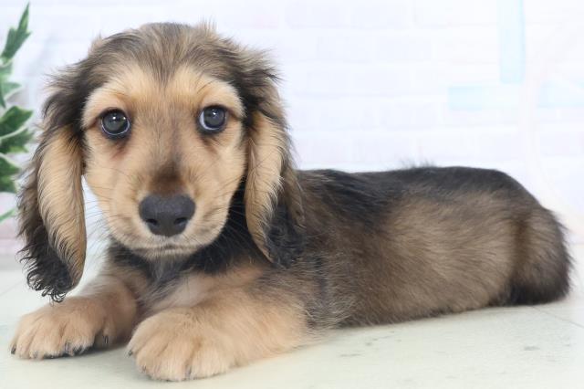 岡山県のミニチュアダックスフンド(ロング) (Coo&RIKU岡山店/2025年11月7日生まれ/男の子/シェーデットレッド)の子犬の3枚目の画像