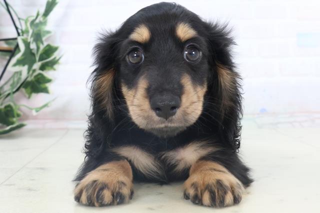 沖縄県のミニチュアダックスフンド(ロング) (Coo&RIKUイーアス沖縄豊崎店/2025年11月7日生まれ/女の子/ブラックタン)の子犬