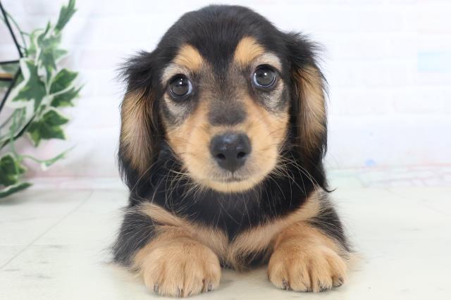 広島県のミニチュアダックスフンド(ロング) (Coo&RIKU福山店/2025年11月8日生まれ/男の子/ブラックタン)の子犬の1枚目の画像