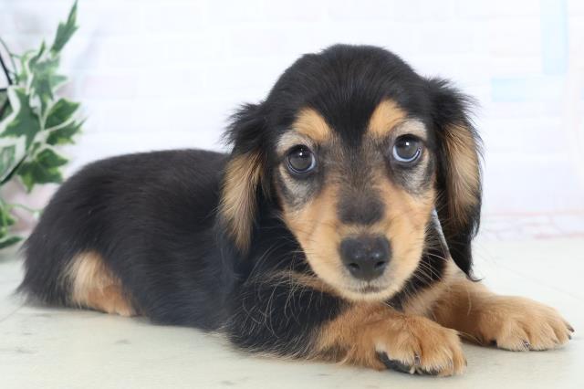 広島県のミニチュアダックスフンド(ロング) (Coo&RIKU福山店/2025年11月8日生まれ/男の子/ブラックタン)の子犬の2枚目の画像