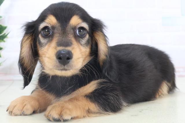 広島県のミニチュアダックスフンド(ロング) (Coo&RIKU福山店/2025年11月8日生まれ/男の子/ブラックタン)の子犬の3枚目の画像