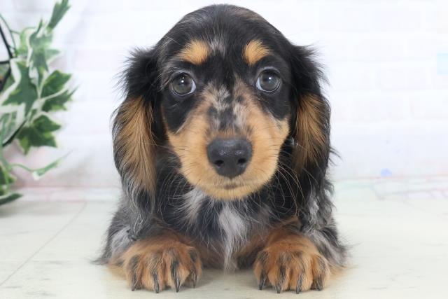 愛媛県のミニチュアダックスフンド(ロング) (Coo&RIKUイオンタウン川之江店/2025年11月8日生まれ/男の子/シルバーダップル)の子犬の1枚目の画像