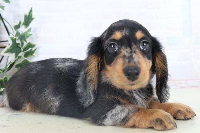 愛媛県のミニチュアダックスフンド(ロング) (Coo&RIKUイオンタウン川之江店/2025年11月8日生まれ/男の子/シルバーダップル)の子犬の2枚目の画像