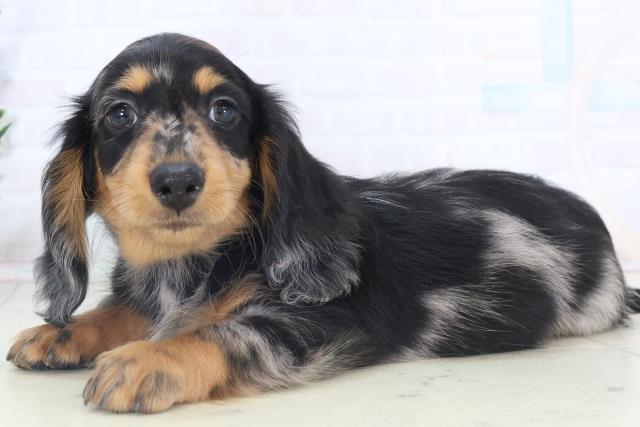 愛媛県のミニチュアダックスフンド(ロング) (Coo&RIKUイオンタウン川之江店/2025年11月8日生まれ/男の子/シルバーダップル)の子犬の3枚目の画像