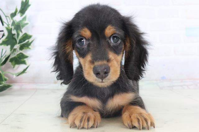 宮崎県のミニチュアダックスフンド(ロング) (Coo&RIKU宮崎店/2025年11月8日生まれ/男の子/ブラックタン)の子犬