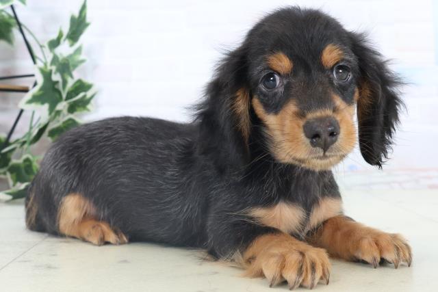 宮崎県のミニチュアダックスフンド(ロング) (Coo&RIKU宮崎店/2025年11月8日生まれ/男の子/ブラックタン)の子犬の2枚目の画像