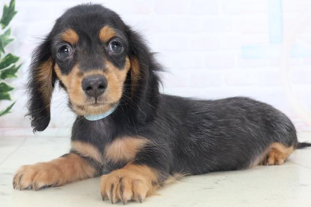 宮崎県のミニチュアダックスフンド(ロング) (Coo&RIKU宮崎店/2025年11月8日生まれ/男の子/ブラックタン)の子犬の3枚目の画像