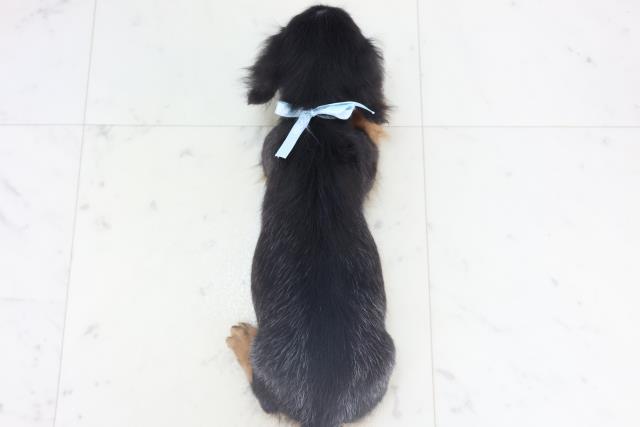 宮崎県のミニチュアダックスフンド(ロング) (Coo&RIKU宮崎店/2025年11月8日生まれ/男の子/ブラックタン)の子犬の4枚目の画像