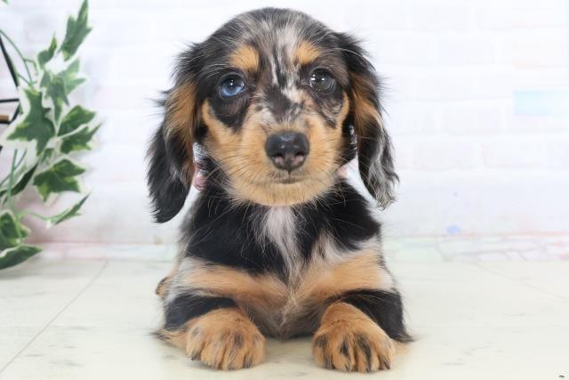 沖縄県のミニチュアダックスフンド(ロング) (Coo&RIKUイオン北谷店/2025年11月8日生まれ/女の子/シルバーダップル)の子犬の1枚目の画像