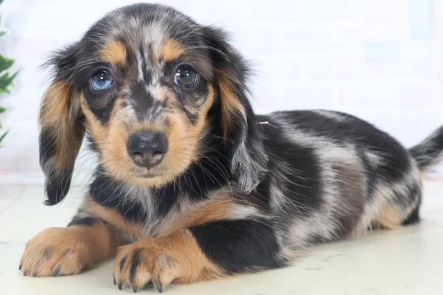 沖縄県のミニチュアダックスフンド(ロング) (Coo&RIKUイオン北谷店/2025年11月8日生まれ/女の子/シルバーダップル)の子犬の3枚目の画像