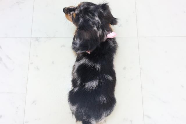 沖縄県のミニチュアダックスフンド(ロング) (Coo&RIKUイオン北谷店/2025年11月8日生まれ/女の子/シルバーダップル)の子犬の4枚目の画像