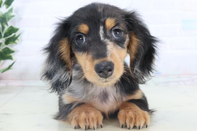 沖縄県のミニチュアダックスフンド(ロング) (Coo&RIKU沖縄浦添店/2025年11月8日生まれ/女の子/シルバーダップル)の子犬の1枚目の画像