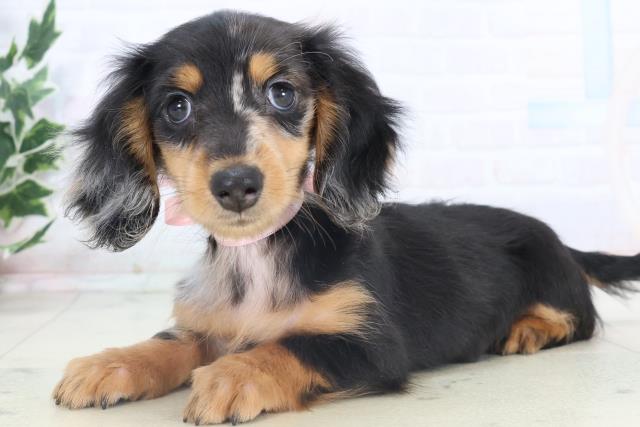 沖縄県のミニチュアダックスフンド(ロング) (Coo&RIKU沖縄浦添店/2025年11月8日生まれ/女の子/シルバーダップル)の子犬の3枚目の画像