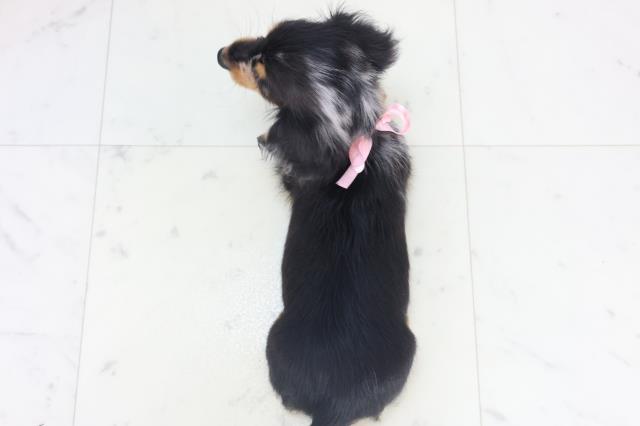 沖縄県のミニチュアダックスフンド(ロング) (Coo&RIKU沖縄浦添店/2025年11月8日生まれ/女の子/シルバーダップル)の子犬の4枚目の画像