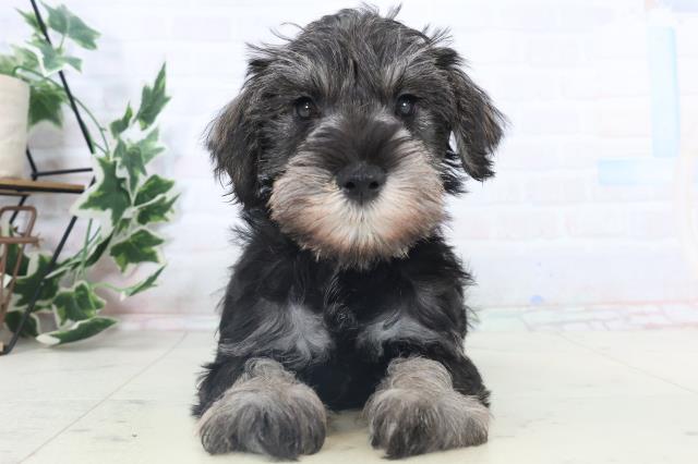 福岡県のミニチュアシュナウザー (Coo&RIKU久留米店/2025年11月8日生まれ/男の子/ソルトペッパー)の子犬の1枚目の画像