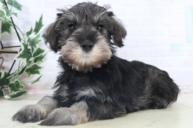 福岡県のミニチュアシュナウザー (Coo&RIKU久留米店/2025年11月8日生まれ/男の子/ソルトペッパー)の子犬の3枚目の画像