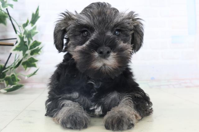 沖縄県のミニチュアシュナウザー (Coo&RIKUイーアス沖縄豊崎店/2025年11月8日生まれ/男の子/ソルトペッパー)の子犬の1枚目の画像