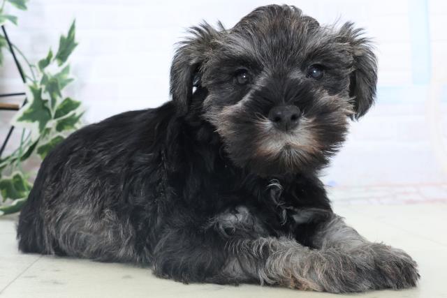 沖縄県のミニチュアシュナウザー (Coo&RIKUイーアス沖縄豊崎店/2025年11月8日生まれ/男の子/ソルトペッパー)の子犬の2枚目の画像