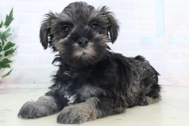 沖縄県のミニチュアシュナウザー (Coo&RIKUイーアス沖縄豊崎店/2025年11月8日生まれ/男の子/ソルトペッパー)の子犬の3枚目の画像