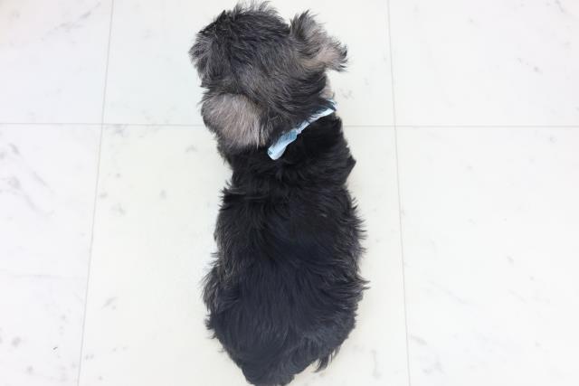 沖縄県のミニチュアシュナウザー (Coo&RIKUイーアス沖縄豊崎店/2025年11月8日生まれ/男の子/ソルトペッパー)の子犬の4枚目の画像