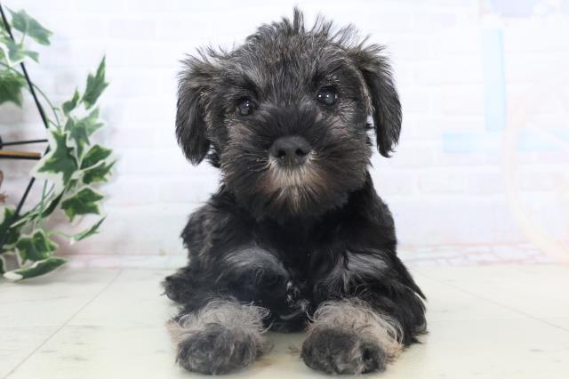 沖縄県のミニチュアシュナウザー (Coo&RIKU沖縄浦添店/2025年11月8日生まれ/女の子/ソルトペッパー)の子犬の1枚目の画像