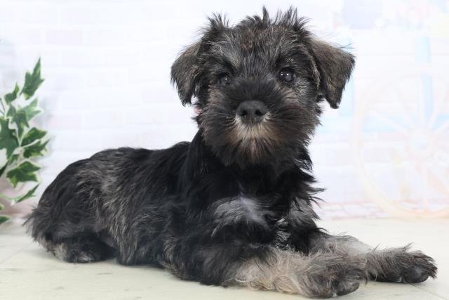 沖縄県のミニチュアシュナウザー (Coo&RIKU沖縄浦添店/2025年11月8日生まれ/女の子/ソルトペッパー)の子犬の2枚目の画像