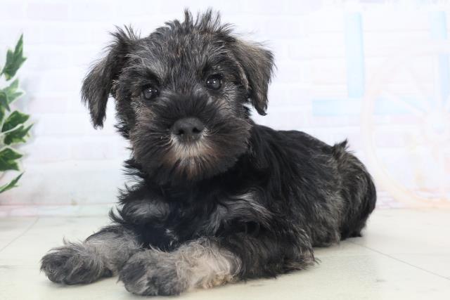 沖縄県のミニチュアシュナウザー (Coo&RIKU沖縄浦添店/2025年11月8日生まれ/女の子/ソルトペッパー)の子犬の3枚目の画像