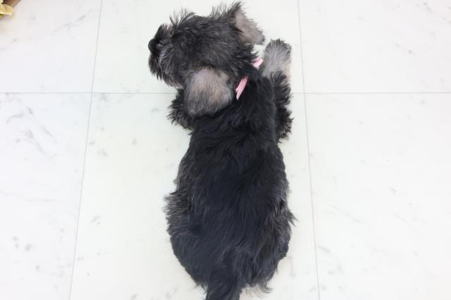 沖縄県のミニチュアシュナウザー (Coo&RIKU沖縄浦添店/2025年11月8日生まれ/女の子/ソルトペッパー)の子犬の4枚目の画像