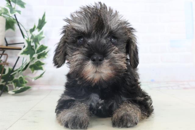 広島県のミニチュアシュナウザー (Coo&RIKU福山店/2025年11月8日生まれ/女の子/ソルトペッパー)の子犬の1枚目の画像