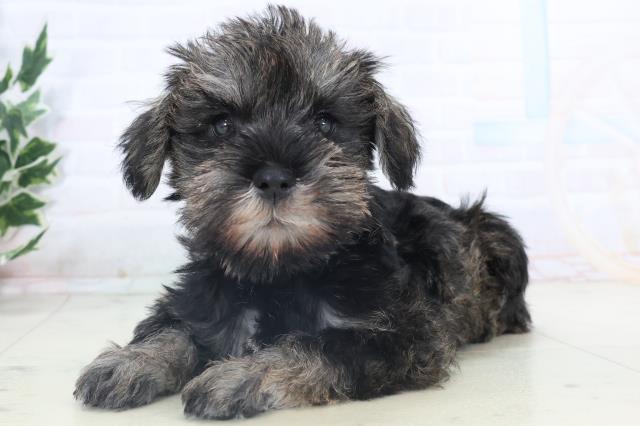 広島県のミニチュアシュナウザー (Coo&RIKU福山店/2025年11月8日生まれ/女の子/ソルトペッパー)の子犬の3枚目の画像