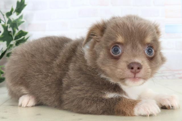 徳島県のチワワ(ロング) (Coo&RIKU徳島店/2025年11月9日生まれ/男の子/ブルークリームホワイト)の子犬の2枚目の画像