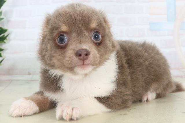 徳島県のチワワ(ロング) (Coo&RIKU徳島店/2025年11月9日生まれ/男の子/ブルークリームホワイト)の子犬の3枚目の画像