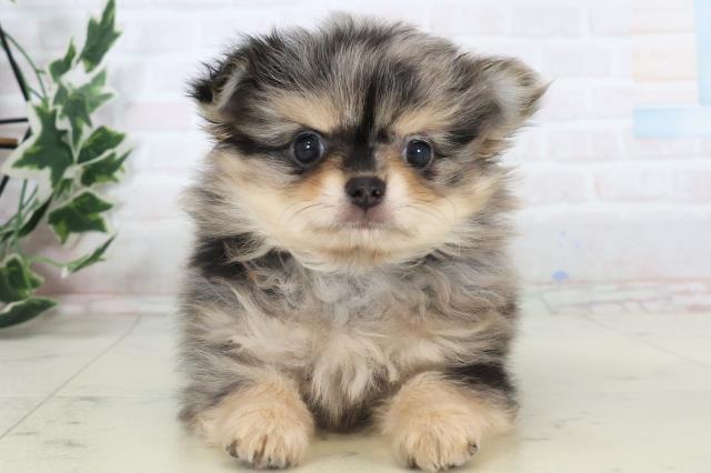 福岡県のチワワ(ロング) (Coo&RIKUゆめタウン飯塚店/2025年11月9日生まれ/男の子/ブルーマール)の子犬の1枚目の画像