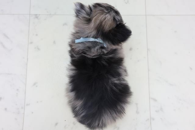 福岡県のチワワ(ロング) (Coo&RIKUゆめタウン飯塚店/2025年11月9日生まれ/男の子/ブルーマール)の子犬の4枚目の画像