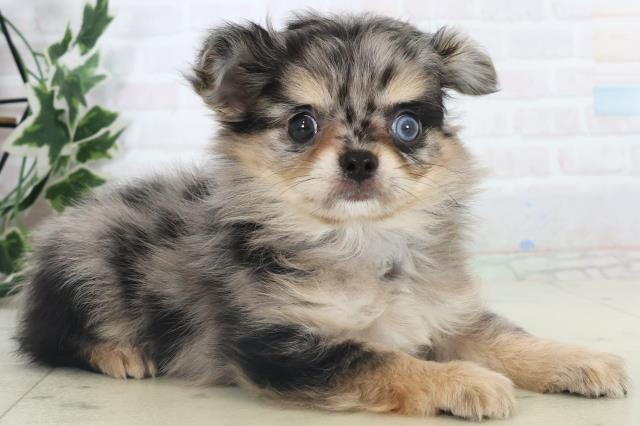 高知県のチワワ(ロング) (Coo&RIKU高知御座店/2025年11月9日生まれ/男の子/ブルーマール)の子犬の2枚目の画像