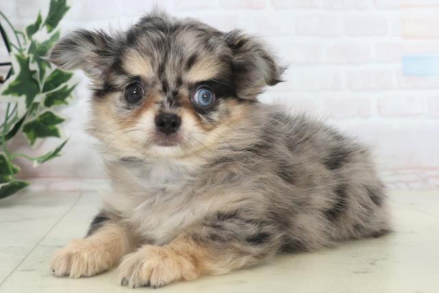 高知県のチワワ(ロング) (Coo&RIKU高知御座店/2025年11月9日生まれ/男の子/ブルーマール)の子犬の3枚目の画像