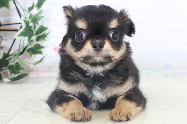 高知県のチワワ(ロング) (Coo&RIKU高知御座店/2025年11月9日生まれ/女の子/ブラックタン)の子犬の1枚目の画像