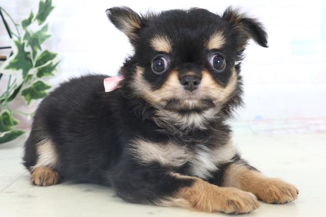 高知県のチワワ(ロング) (Coo&RIKU高知御座店/2025年11月9日生まれ/女の子/ブラックタン)の子犬の2枚目の画像